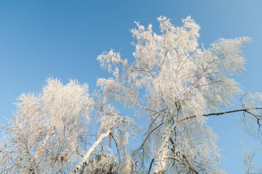 ağaçlar, gökyüzü, manzara dalları üzerinde Çiseleme