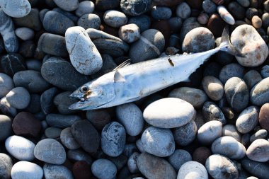 Çok çakıl renkli balık