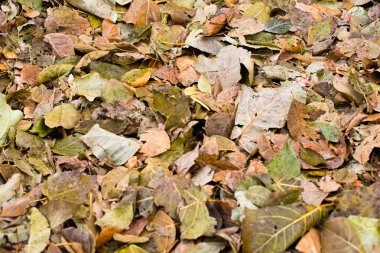 ağaçlar, arka plan gri düşen sarı yapraklar