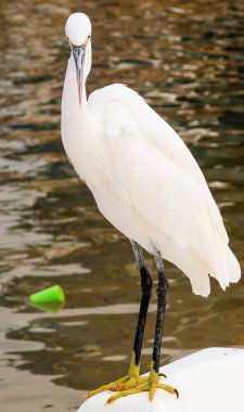 Büyük Egret (ardea alba)