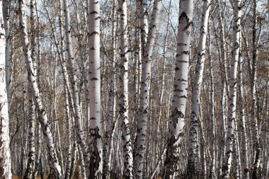 Sonbahar huş ağacı orman olmadan bırakır
