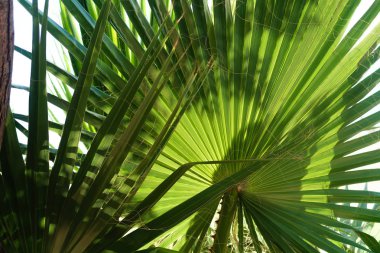 yeşil yaprakları avuç içi manzara gökyüzü