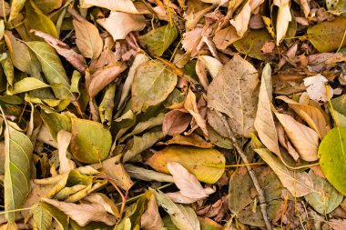 ağaçlar, arka plan gri düşen sarı yapraklar