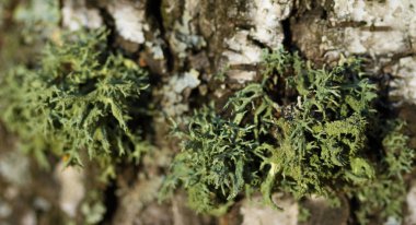 Ağaç kabuğu üzerinde liken yosun