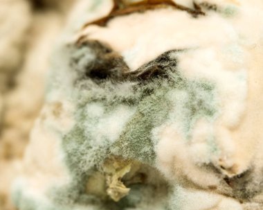 yeşil küf kapatın arka plan