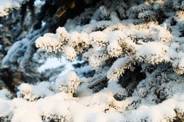 Kış Ladin ağacı karda