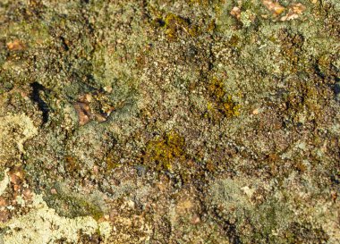 taş zemin üzerine yosun