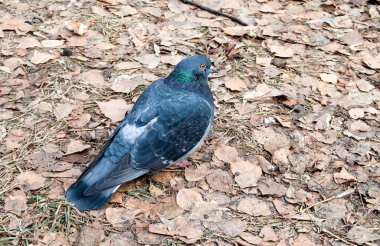 yabani güvercin üzerinde toprak sonbahar