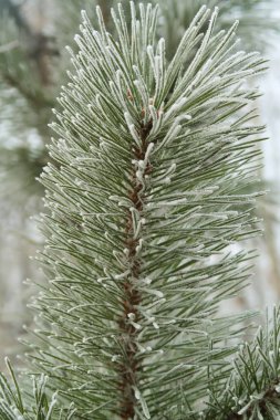 iğne falan batmazdı iğneler yakın çekim ile çam fidanı