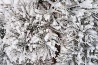 kar köknar ağaçlarının iğne üzerinde Kapat