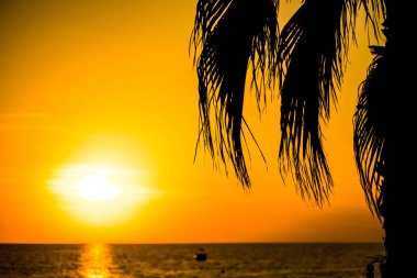 fon ve palmiye ağaçlarının karşı günbatımı