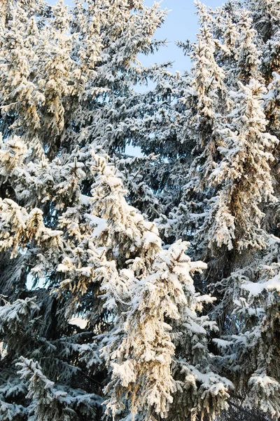 Abeto Árbol Invierno Nieve — Foto de Stock