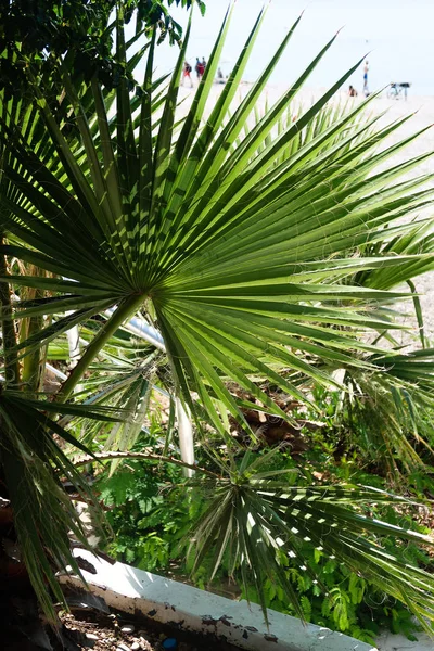 Palm Träd Havet Landskapet Sommaren — Stockfoto
