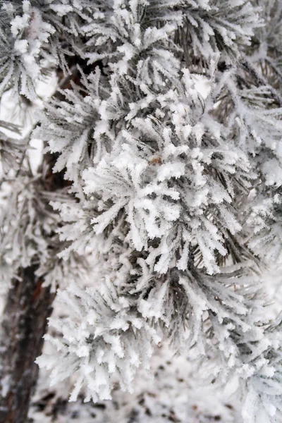 Neve Nas Agulhas Dos Abetos Fechar — Fotografia de Stock