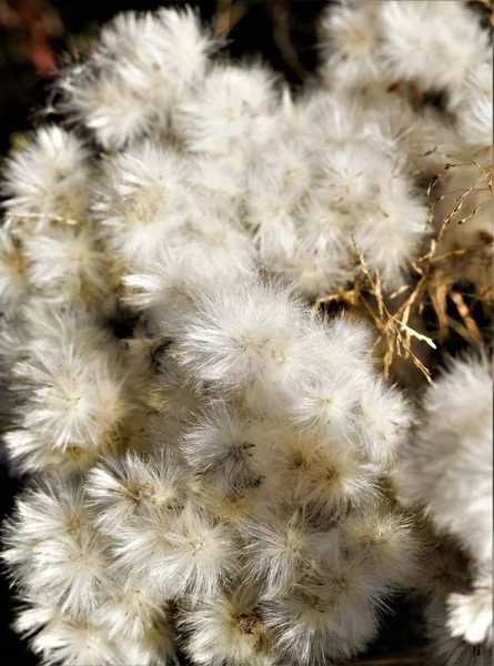 Furry Prickle Nature Autumn — Stock Photo, Image
