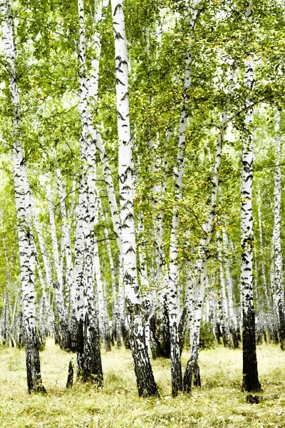 Birch Forest Summer Landscape — Stock Photo, Image