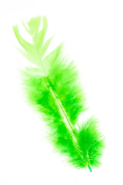 Colorful Bird Feather White Background — Stock Photo, Image