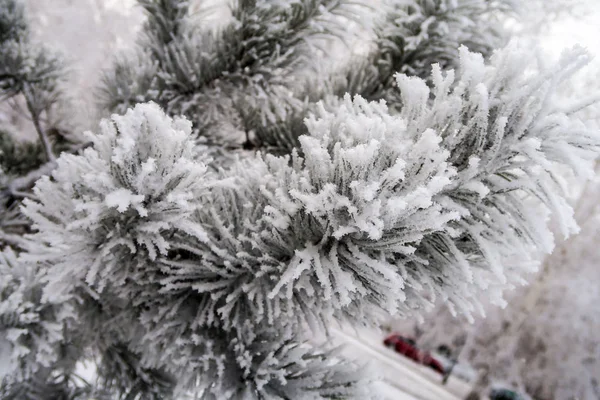 Close Van Sneeuw Naalden Van Spar Bomen — Stockfoto