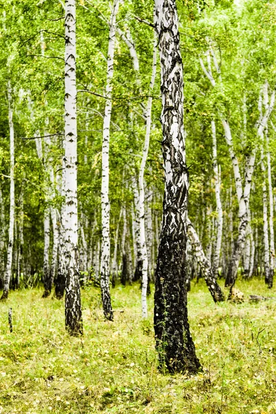 Bosque Abedul Verano Paisaje — Foto de Stock