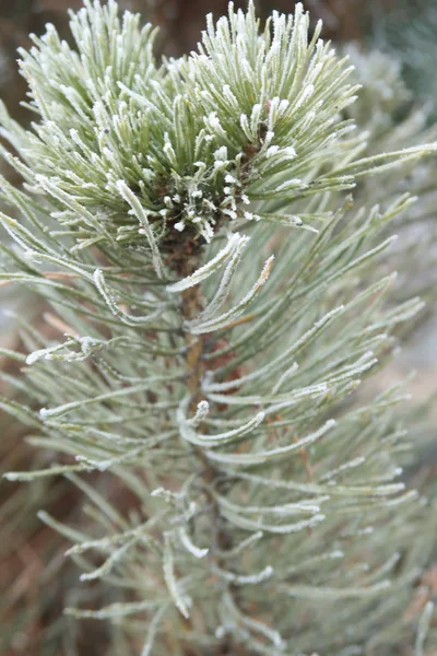 Spruce Needles Needles Close — Stock Photo, Image