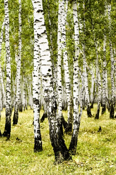 Birch Forest Autumn Landscape — Stock Photo, Image