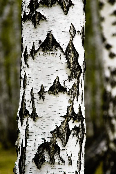 Forêt Bouleau Paysage Automne — Photo