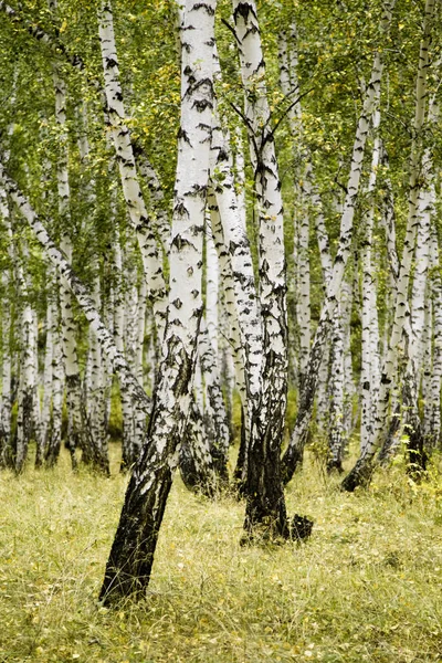 Birkenwald Herbstlandschaft — Stockfoto