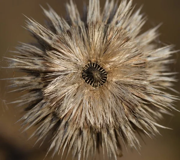 Dry Withered Autumn Thistles — Stock Photo, Image