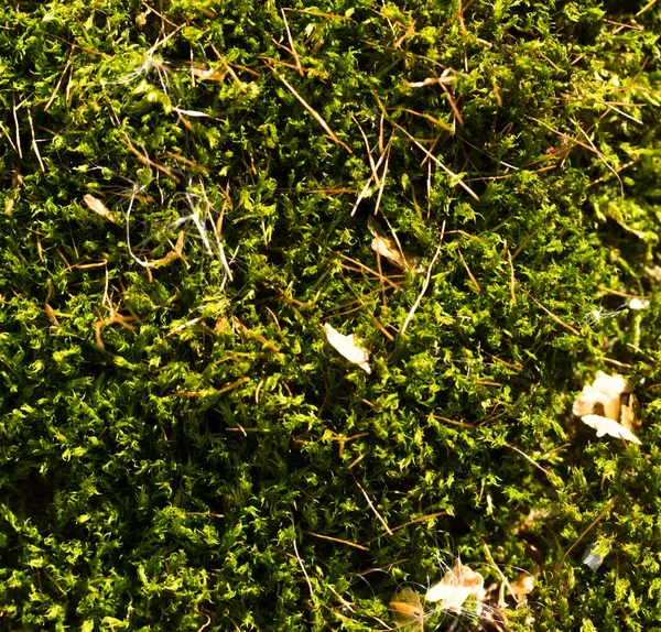 Moss Lichen Tree Bark — Stock Photo, Image