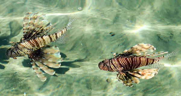 Pandangan Utama Melalui Air Ikan Singa Laut Pterois Genus Ikan — Stok Foto