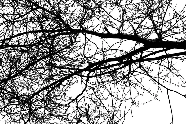 Arbre Branches Silhouette Sur Fond Blanc — Photo