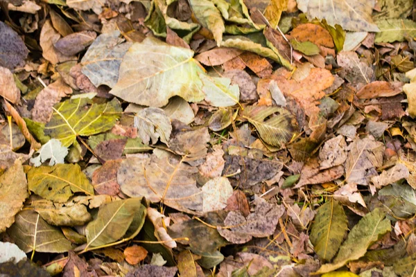 Feuillage Jaune Gris Tombé Des Arbres Fond — Photo