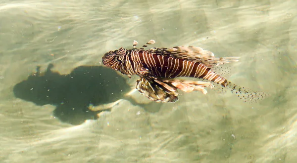 Vue Dessus Travers Eau Poisson Lion Pterois Genre Des Poissons — Photo