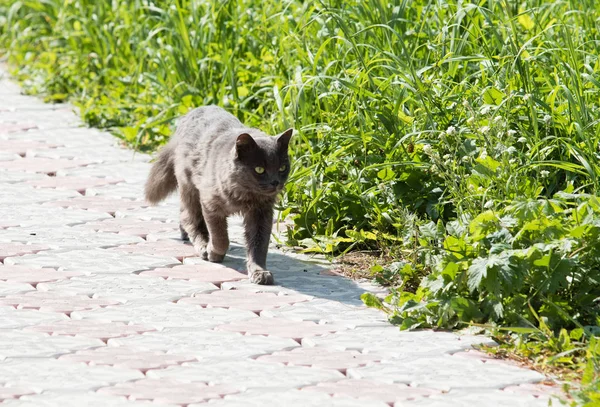 夏天的猫在户外散步 — 图库照片