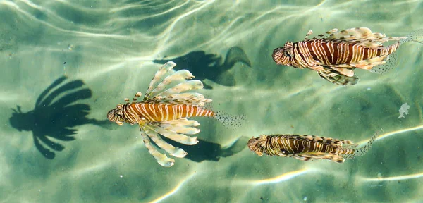 Pandangan Utama Melalui Air Ikan Singa Laut Pterois Genus Ikan — Stok Foto