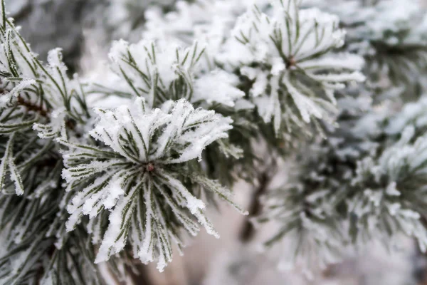 Neve Nas Agulhas Dos Abetos Fechar — Fotografia de Stock