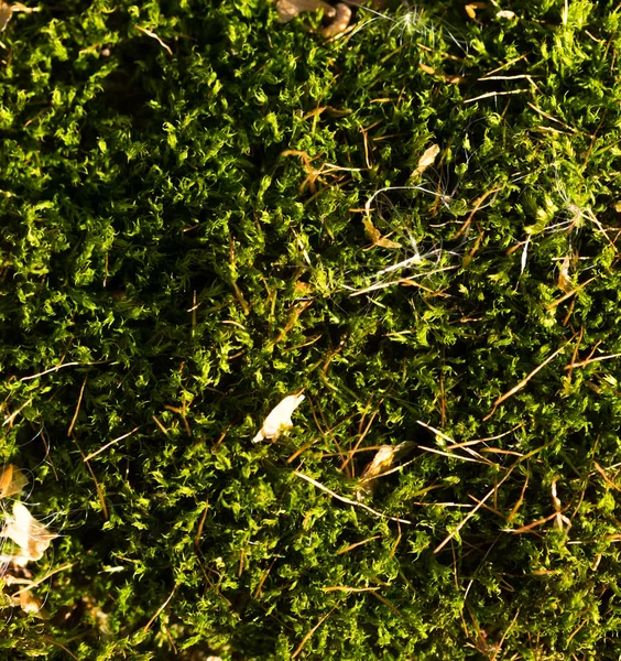 Moss Lichen Tree Bark — Stock Photo, Image