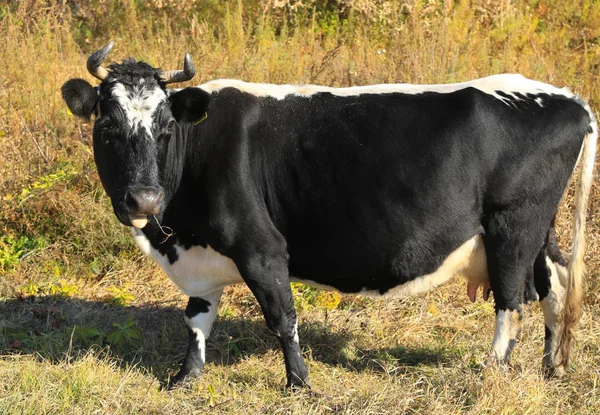 Корова Осінньому Полі — стокове фото