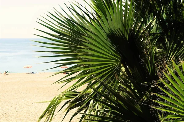 Palm Bomen Zee Landschap Zomer — Stockfoto