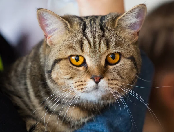 Kedi Eve Yakın Çekim Portre — Stok fotoğraf