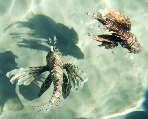 魚ミノカサゴ Pterois スコーピオン家族の Luciform 魚の属 水を介してトップ ビュー — ストック写真