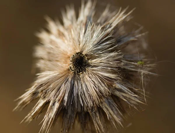 Dry Withered Autumn Thistles — Stock Photo, Image