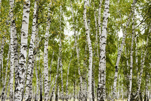 birch forest autumn landscape