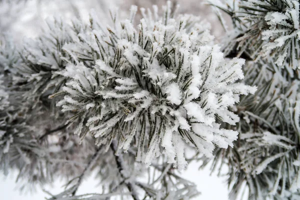 Snow Needles Fir Trees Close — Stock Photo, Image