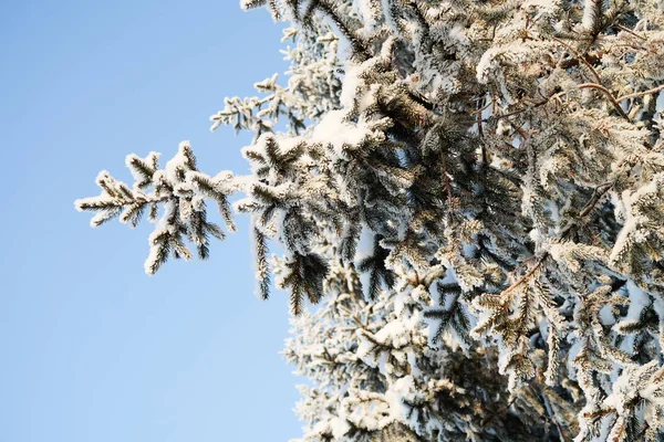 雪の中で冬ツリー トウヒ — ストック写真