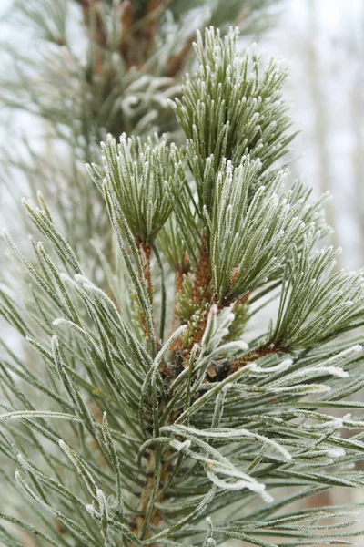 Spruce Needles Needles Close — Stock Photo, Image