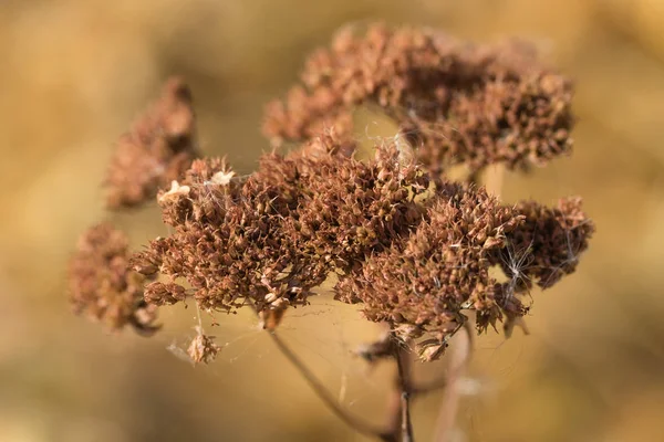 Dried Plants Flowers Autumn Grass — Stock Photo, Image