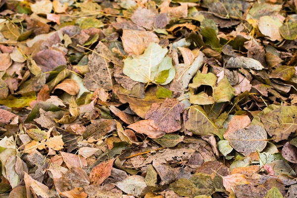 Umgestürzte Graugelbe Blätter Von Bäumen Hintergrund — Stockfoto