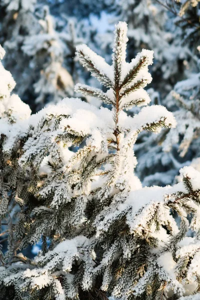Kış Ladin Ağacı Karda — Stok fotoğraf