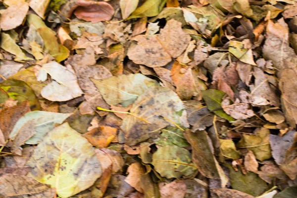 Folhagem Amarela Cinza Caído Árvores Fundo — Fotografia de Stock